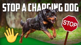 How to Stop a Charging Dog (MUST WATCH)