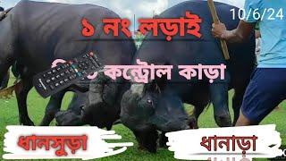 ধানাড়া 1নং কাড়ালড়াই live