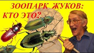 Зоопарк Жуков - Жукариум. Вам Интересно? Какие Жуки Обитают в Большом Городе? Кто Это?