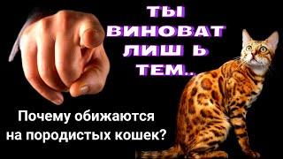 Почему обижаются на породистых кошек?