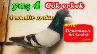 Yaş 4 gök erkek  4 senedir ayakta ￼ uçurmaya başladık#keşfet #oyunkuşu #music #viralshorts #duet #yt