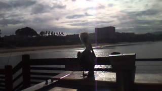 Brown Pelican on Redondo Pier