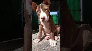 pitbull puppy #eleventh_eye #pitbull #dogshorts #leo #subscribe #iamleo