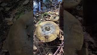 Lactarius necator o turpis