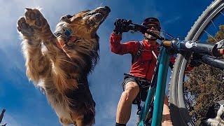 DOGS & MOUNTAIN BIKERS IT`S AMAZING