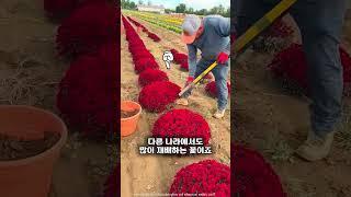 밭에는 왜 이렇게 많은 꽃들이 자랄까요?