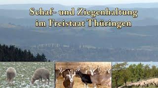 Schaf- und Ziegenhaltung im Freistaat Thüringen