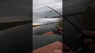 Щука #риболовля #fishing #carpfishing #рибалка