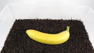 Worms VS Banana. Timelapse