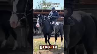 Qirg'iz laqabli tulpor #horse #uloq #uloq_kokpari #shahrisabz #otlar #admiral #qashqadaryo