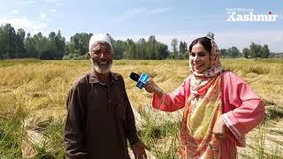 In Video: Kashmir’s Paddy Harvesting