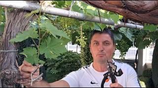 Ω grafting of vines with grafting tools (pliers, scissors, machine)