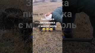 Посадка жимолости. Снег и ветер не помеха! #саженцы #черенки #ягоды #жимолость  #отправкапочтой