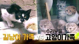 수리노을 고양이 가족 VS 길냥이 가족 Suri&Noel Cats vs Street Cats [SURI&NOEL]