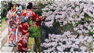 ЛЮБОВАНИЕ САКУРОЙ-ДРЕВНЯЯ ТРАДИЦИЯ ХАНАМИ! CHERRY BLOSSOM IN JAPAN!Цветение Сакуры в Японии!!!