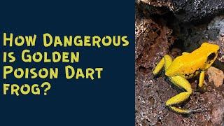 How Dangerous is Golden Poison Dart Frog?