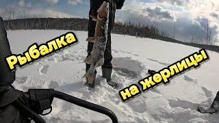 ПЕРВЫЙ РАЗ ЛОВИМ ЩУКУ НА ЖЕРЛИЦЫ // БОГУЧАНСКОЕ ВОДОХРАНИЛИЩЕ // СНЕГОХОД ТАЙГА ВАРЯГ //