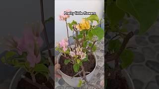 Trimming is the key to bloom #plants #flowers #bougainvilleacare
