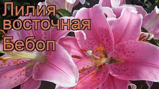 Лилия восточная Бебоп (lilium)  восточная лилия Бебоп обзор: как сажать, луковицы лилии Бебоп