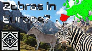 The Zebro | The Lost Zebras of Europe