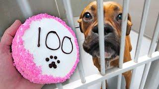 Baking 100 Dog Cakes For Homeless Dogs!