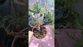 Pruning portulaca flower #shortvideo #howtogrowportulaca #floweringplant #gardenflower #bonsai