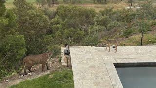 Caught on camera | Mountain lion stares down coyote in Rancho Santa Fe