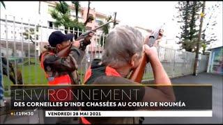 Des corneilles d'Inde chassées au coeur de Nouméa (NC 1ère - Info Soir 28 Mai 2021)