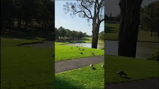 골프장의 오리 갤러리 Woodville Golf Course #shorts