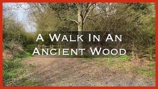 A walk in an ancient wood on the way to a 12th century church a grade 1 listed building