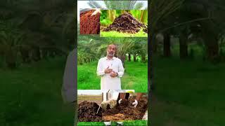 “Immediate tasks to be performed in the garden of Dates #farming #sugarcanecrop #agriculturebusines