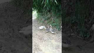 pastora livestock resources #bdvets #duck