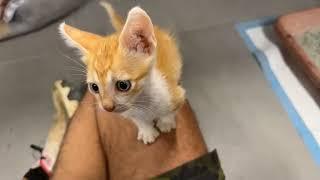 Good Night from the Cutest Little Kitten! - Takis Shelter
