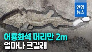 머리만 2ｍ…영국서 1억8천만년 전 어룡 화석 발견 / 연합뉴스 (Yonhapnews)