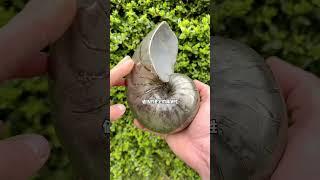非常权威的化石猎人 #有趣 #好玩