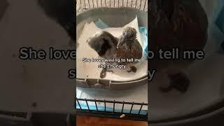 Person Rescues And Saves Pigeon - 1368867