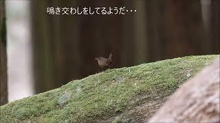 深山渓谷の　ミソサザイ