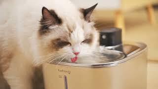 FeelNeedy 4L Stainless & Wireless Cat Water Fountain