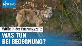 Wölfe in der Paarungszeit: Worauf Hundehalter im Wald achten sollten | NDR Info