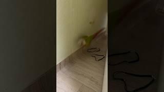 누나 나 이거 무서워 치워‼️ #birds