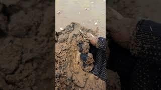 Adventures of a Forest Gold Treasure Hunter | Part 500