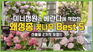 공간 없어도 괜찮아요! 베란다에서도 키우기 좋은 왜성 꽃나무 Best 5 신품종 포함 #가드닝 #정원 #정원꾸미기