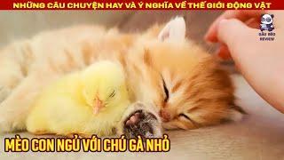 Mèo Con Không May Rơi Xuống Giếng May Mắn Được Chú Khỉ Giải Cứu || Review Con Người Và Cuộc Sống