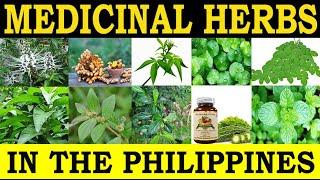 Medicinal Herbs in the Philippines and their Traditional Medicinal Uses