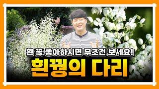한 여름, 작고 하얀 꽃이 눈보라처럼! [흰꿩의 다리] 더케이야생화에서 만나보세요!