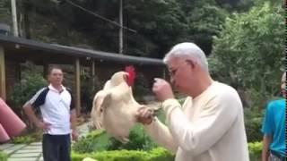 動物催眠示範-大道至簡-催眠雞