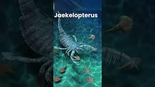 Jaekelopterus