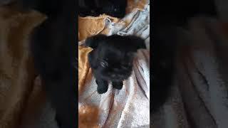 #Бельгийский_гриффон