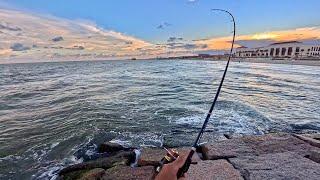 Fishing the Galveston Seawall with a bucket of shrimp (Catch, Clean, Cook) (S8 E5)