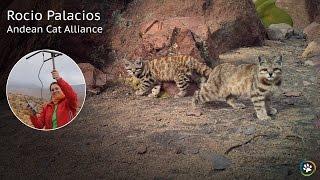 Andean Cat Alliance · Rocio Palacios · SF Expo 2016